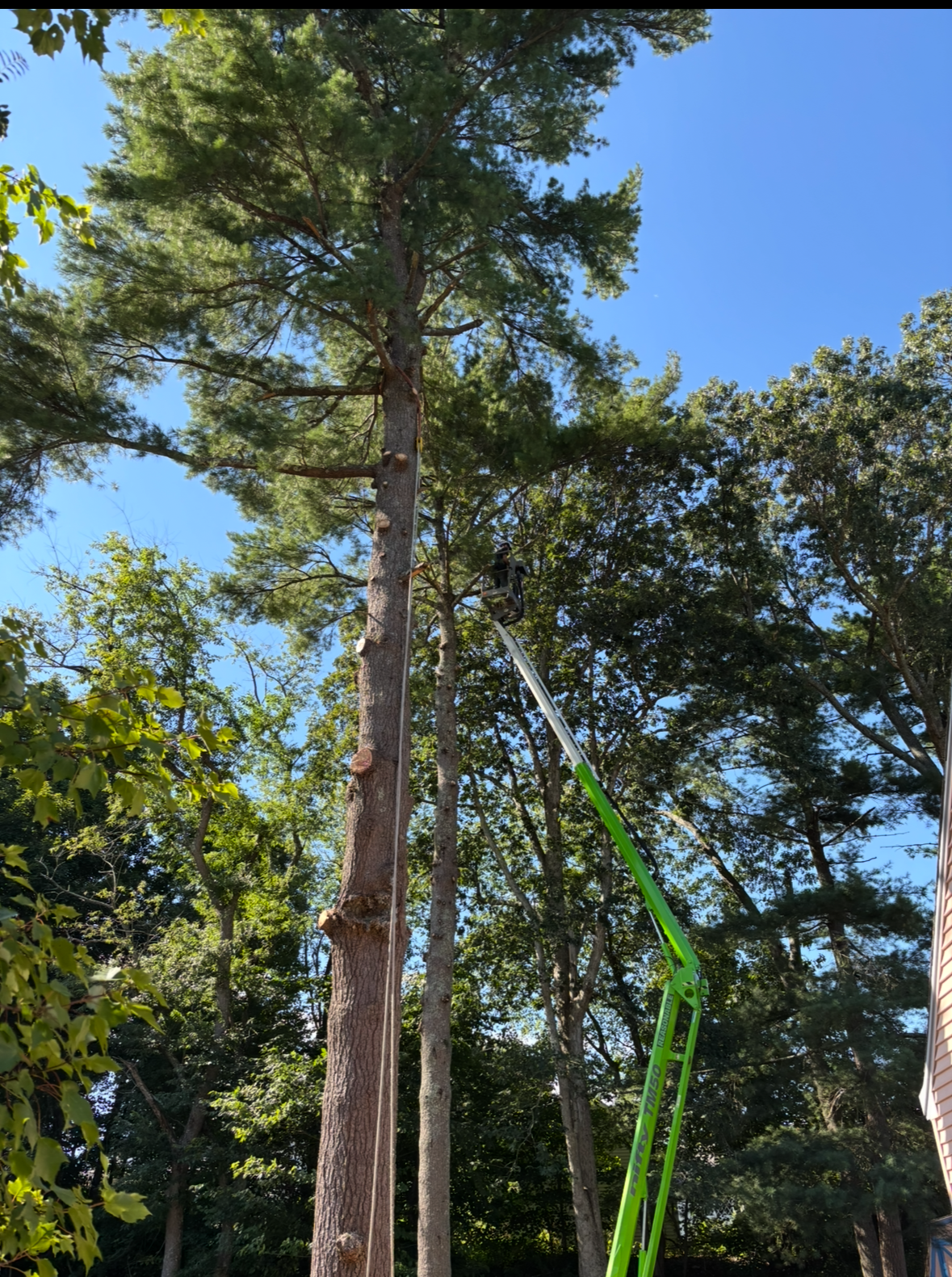 Liberty Tree Service gallery photo