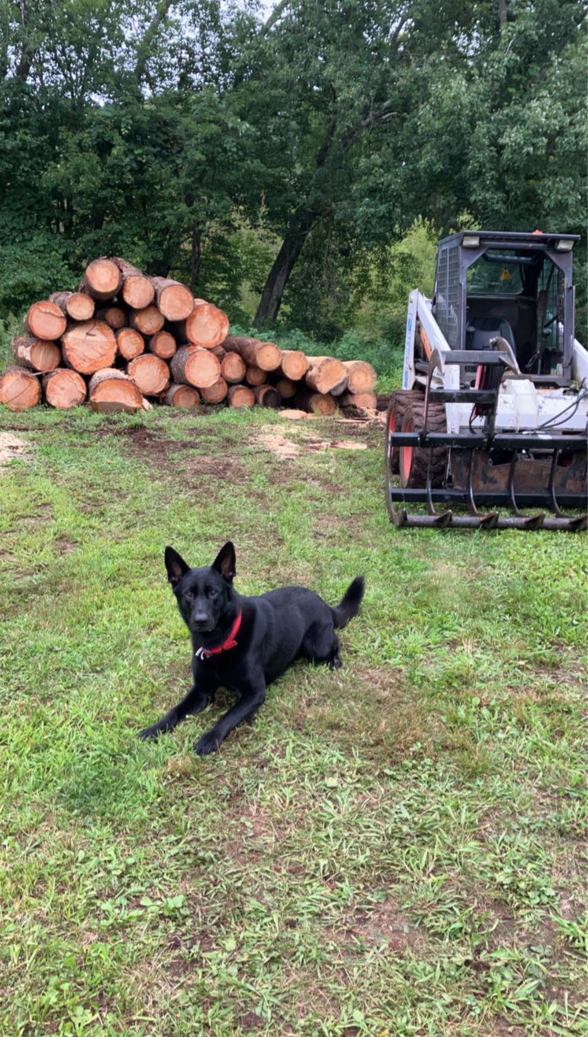 Liberty Tree Service gallery photo