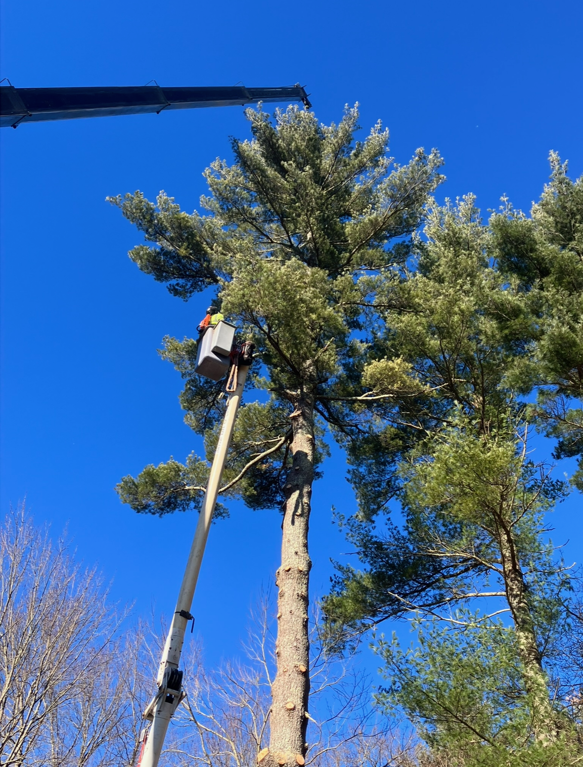 Liberty Tree Service gallery photo