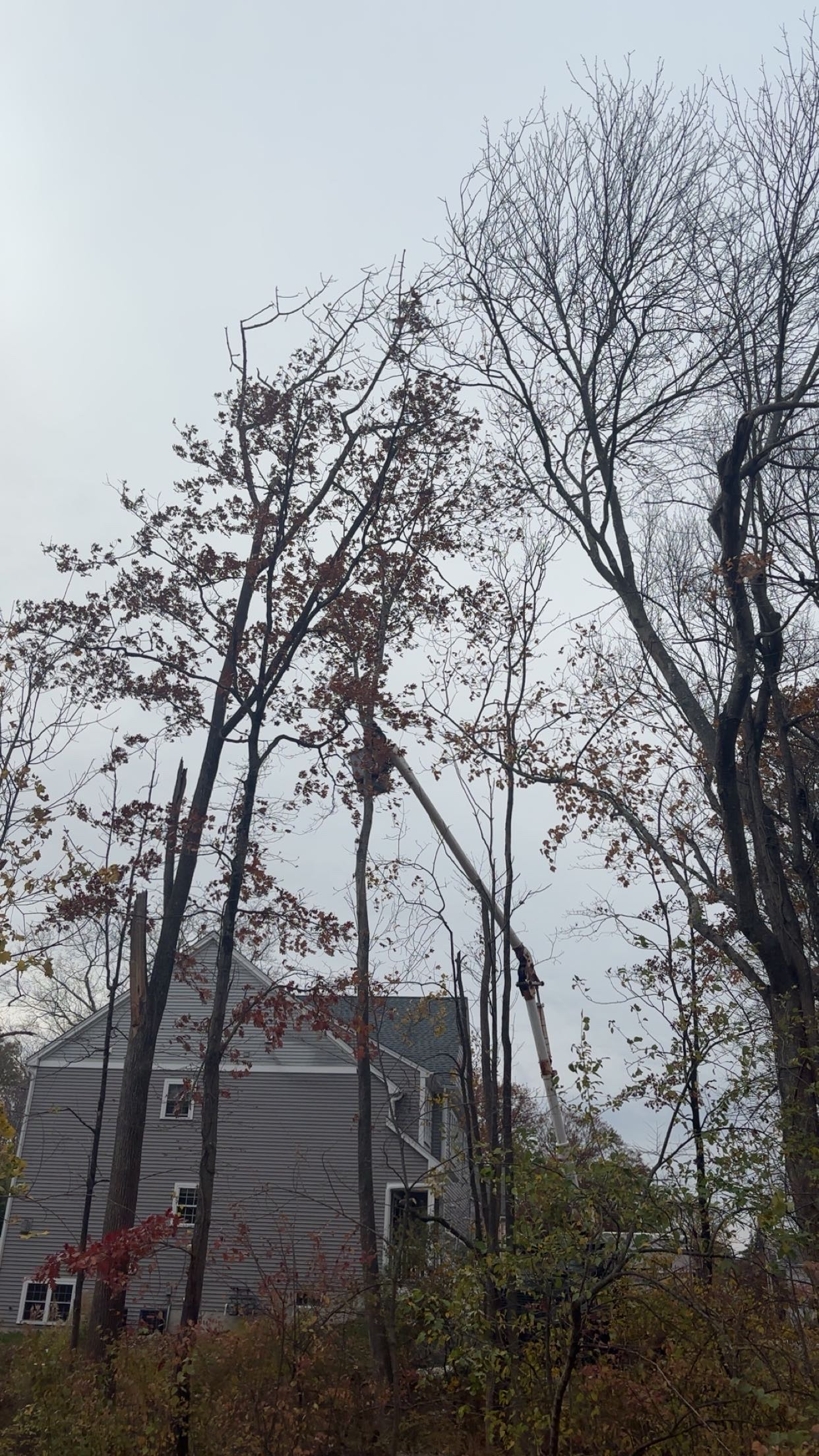 Liberty Tree Service gallery photo