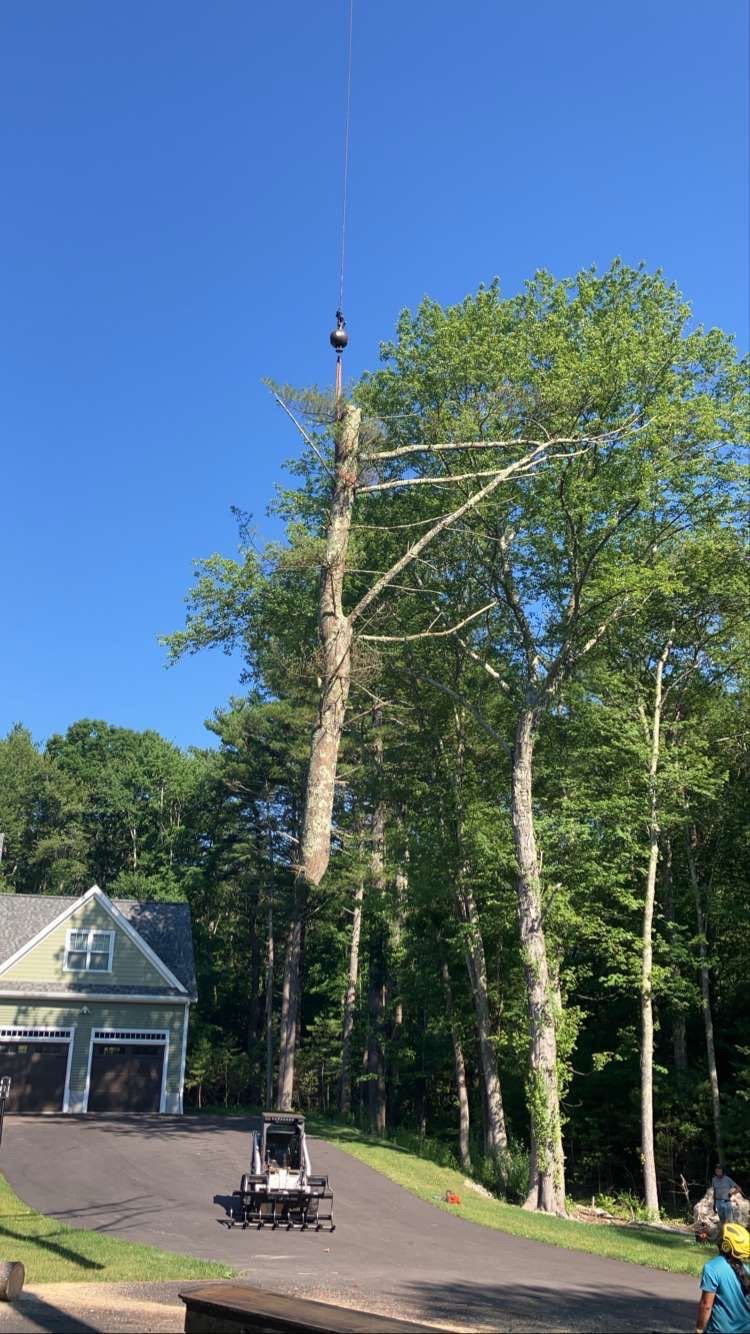 Liberty Tree Service gallery photo