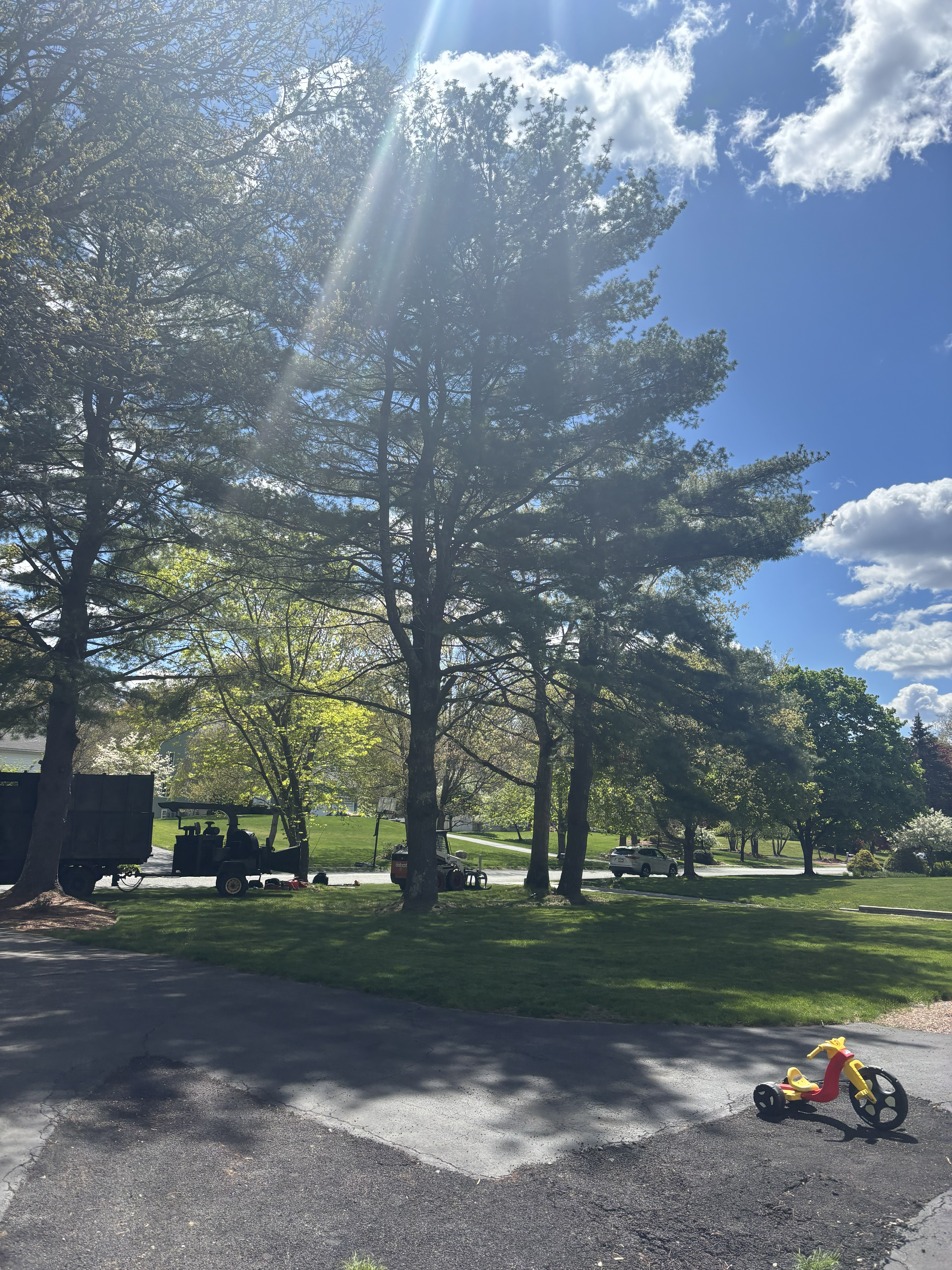 Liberty Tree Service gallery photo