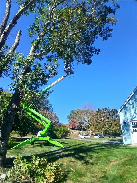 Green spider lift trimming a tree beside a house