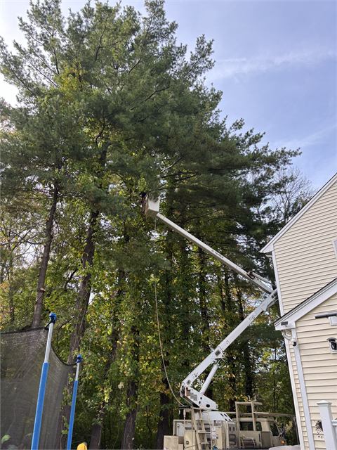 Bucket truck trimming tall pines next to a house