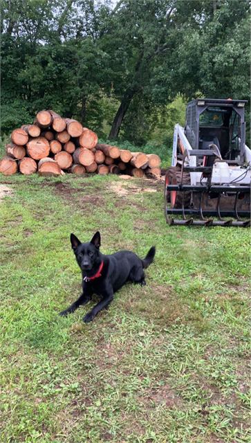 Log pile and skidsteer with the crew's dog keeping watch