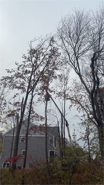 Bare trees being removed beside a home