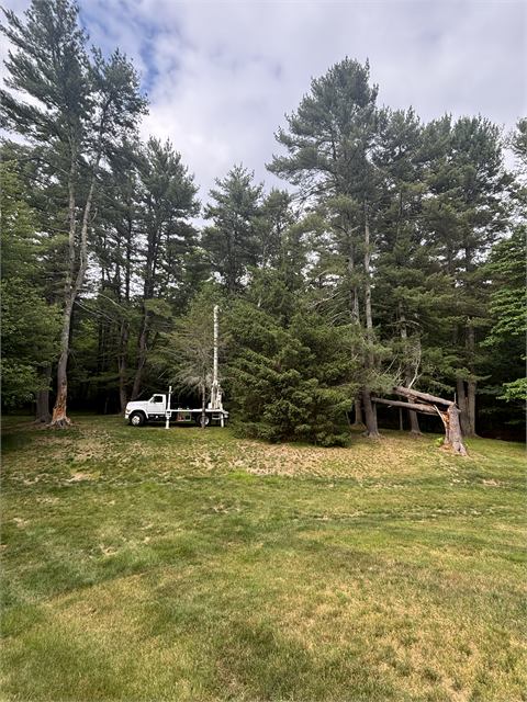 Pine removal in progress on an open property