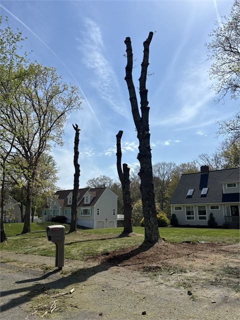 Tree trunks cut down in sections during a removal