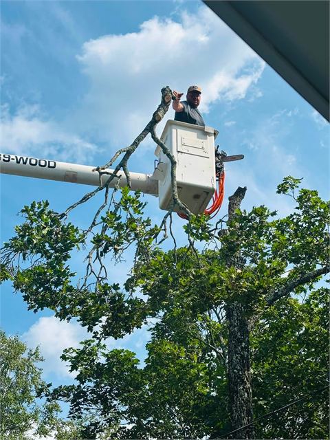 Tree worker in a bucket truck cutting limbs high in a tree