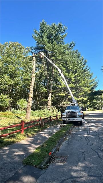 Bucket truck removing a tall pine along a roadside
