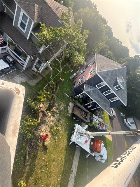 View from the bucket of a tree being taken down between two houses