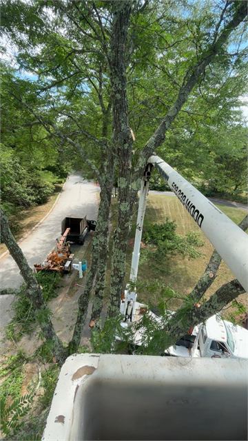 View from the bucket while trimming a tree beside a driveway