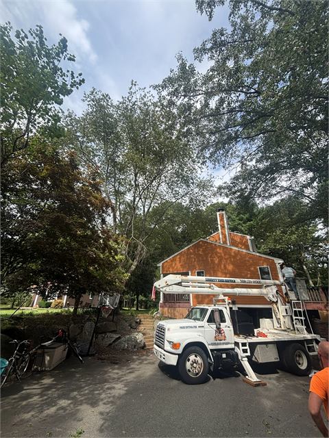 Bucket truck working on large trees behind a house