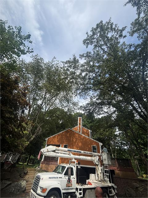 Bucket truck reaching into large trees at a home