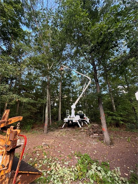 Bucket truck clearing trees from a wooded lot
