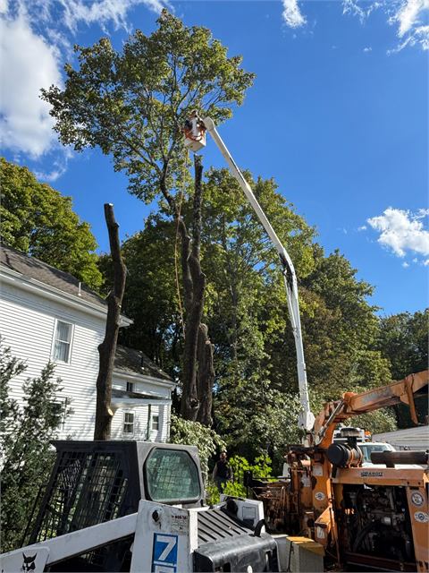 Climber in a bucket removing a tall tree, with skidsteer and chipper on site